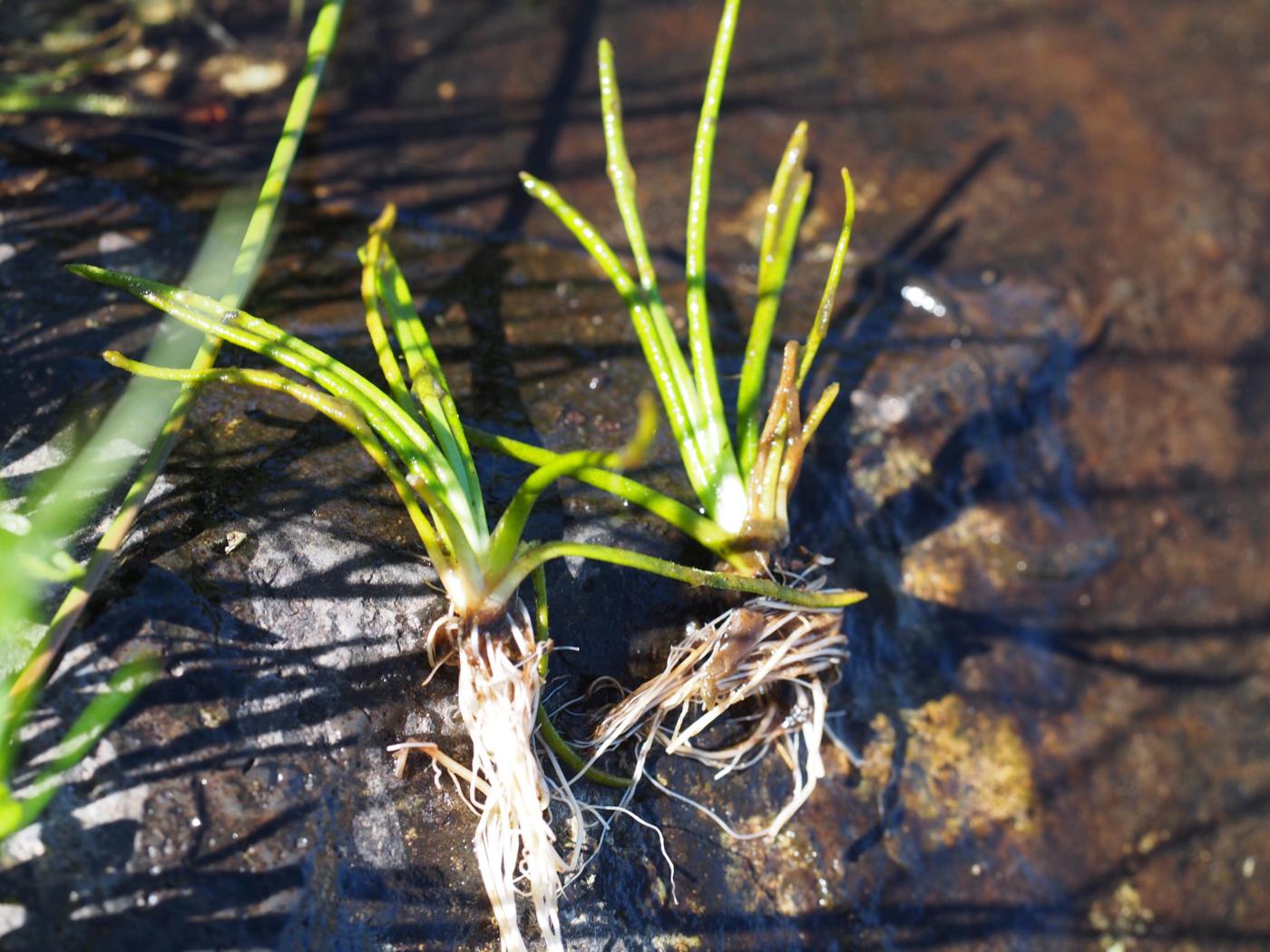 Quillwort, Spring plant